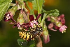 Eine Königin der Gemeinen Wespe (Paravespula vulgaris) . . .