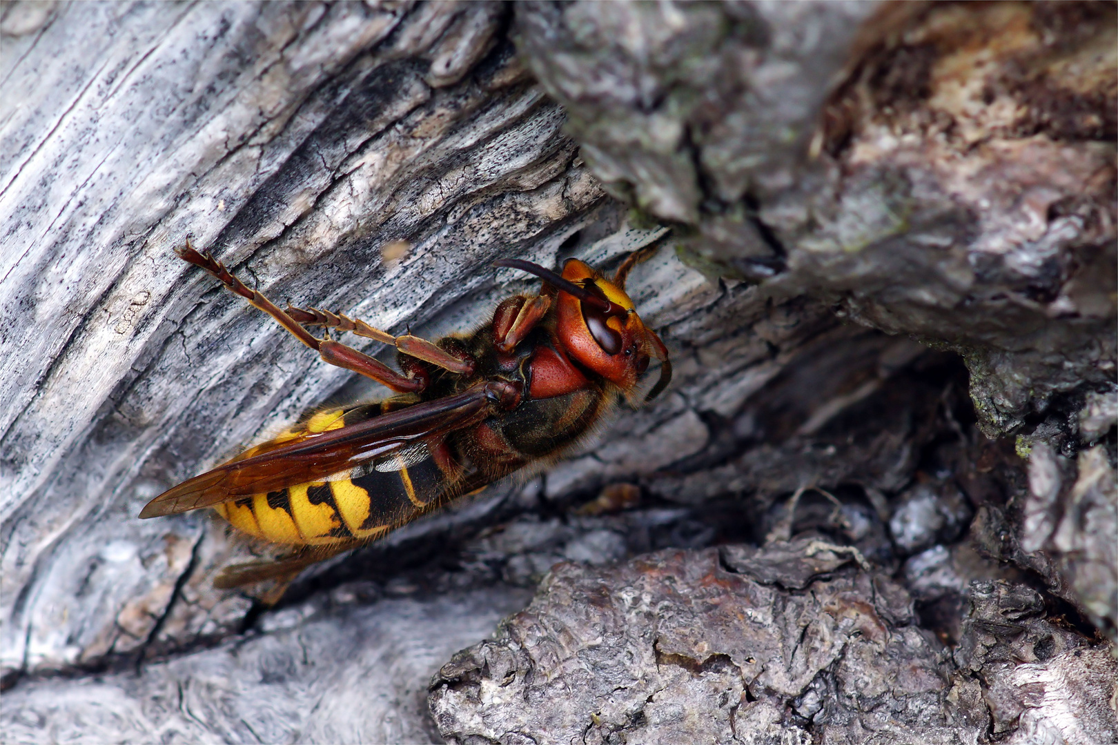 Eine Königin für ein neues Königreich ( Vespa Crabro)