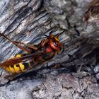 Eine Königin für ein neues Königreich ( Vespa Crabro)