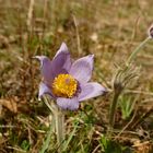 Eine Königin in der Sonne