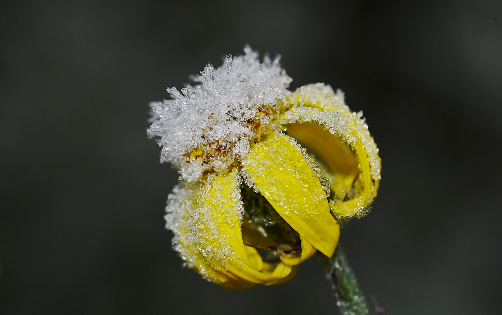 Eine Königin unter den Blumen...