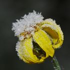 Eine Königin unter den Blumen...