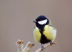 eine Kohlmeise in der Frühe