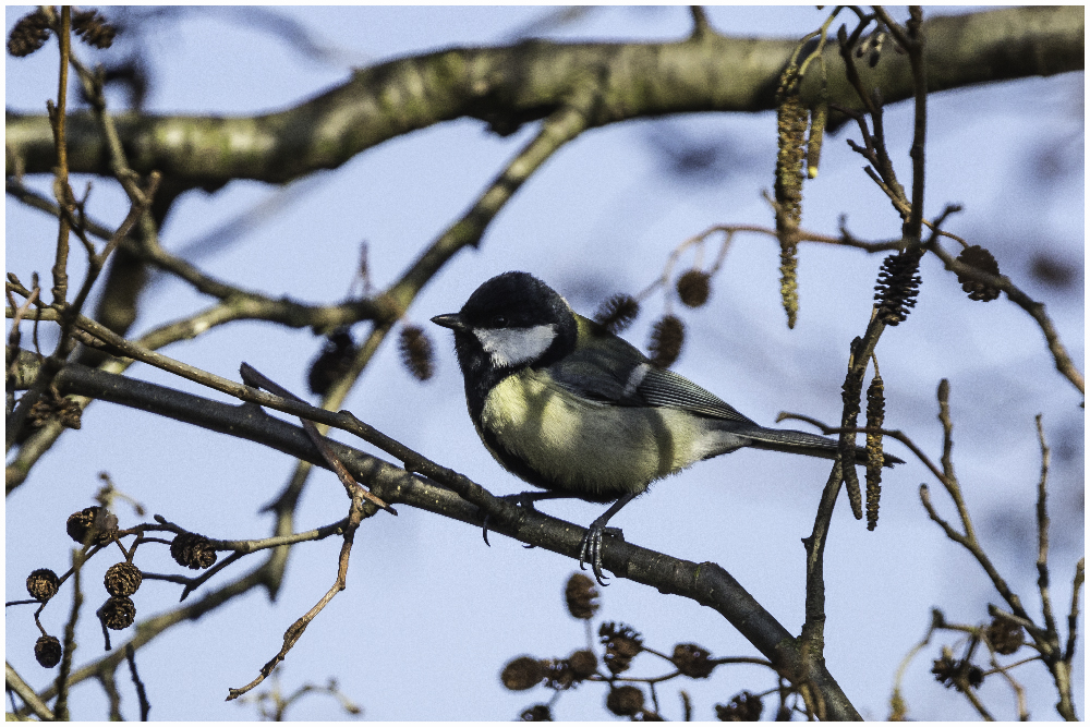 Eine Kohlmeise(Parus Major)