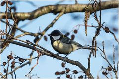 Eine Kohlmeise(Parus Major)