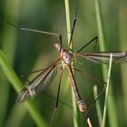 Eine Kohlschnake im Gras