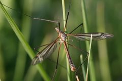 Eine Kohlschnake im Gras