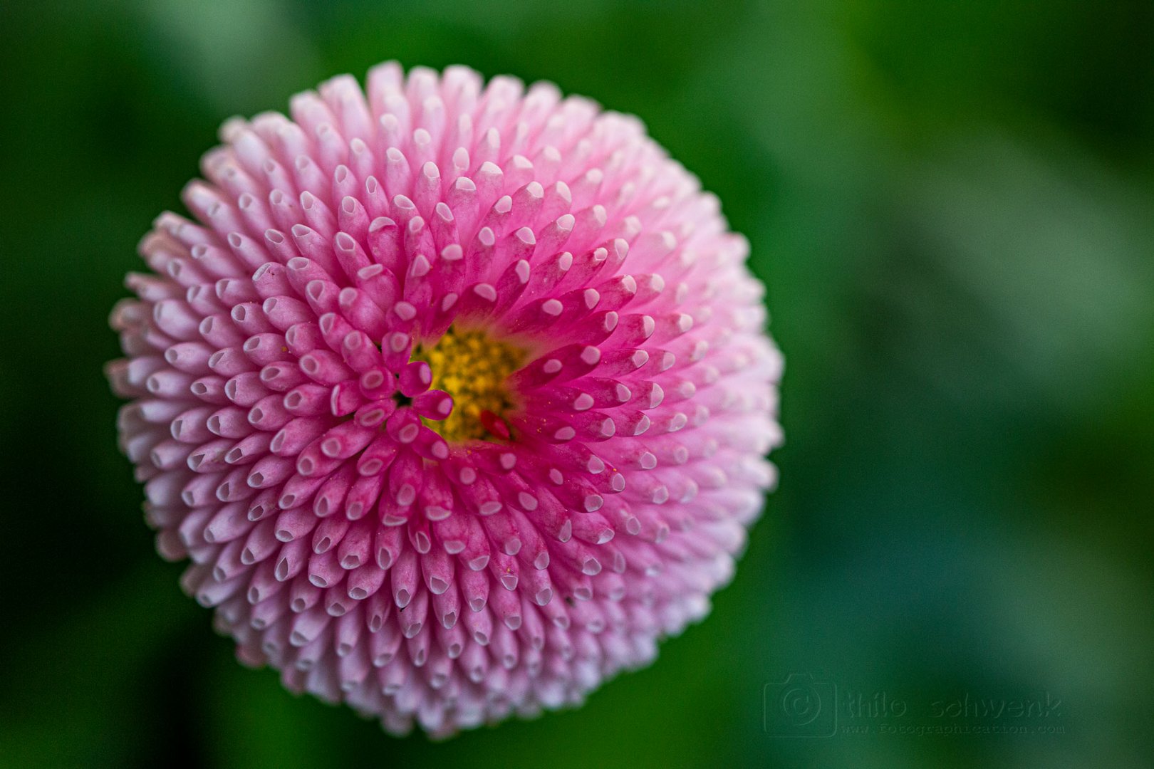 Eine Koralle im Garten