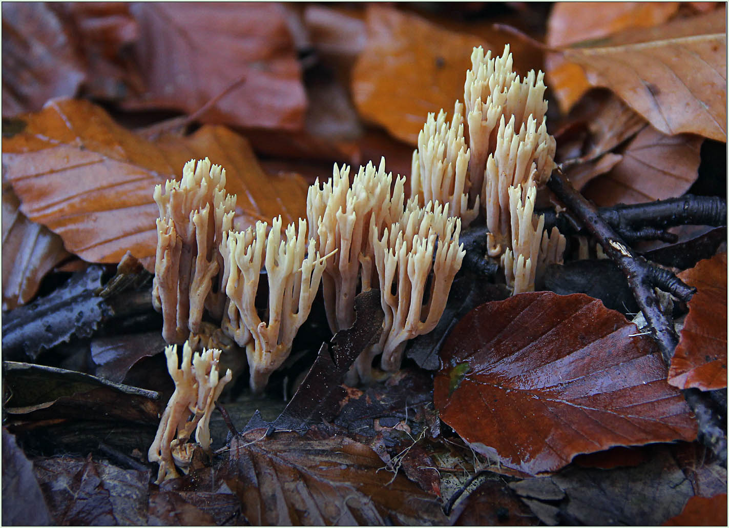 Eine Koralle im herbstlichen Wald