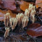 Eine Koralle im herbstlichen Wald