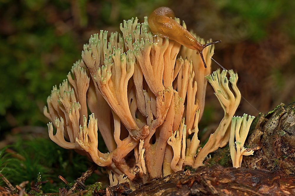 Eine Koralle im Wald