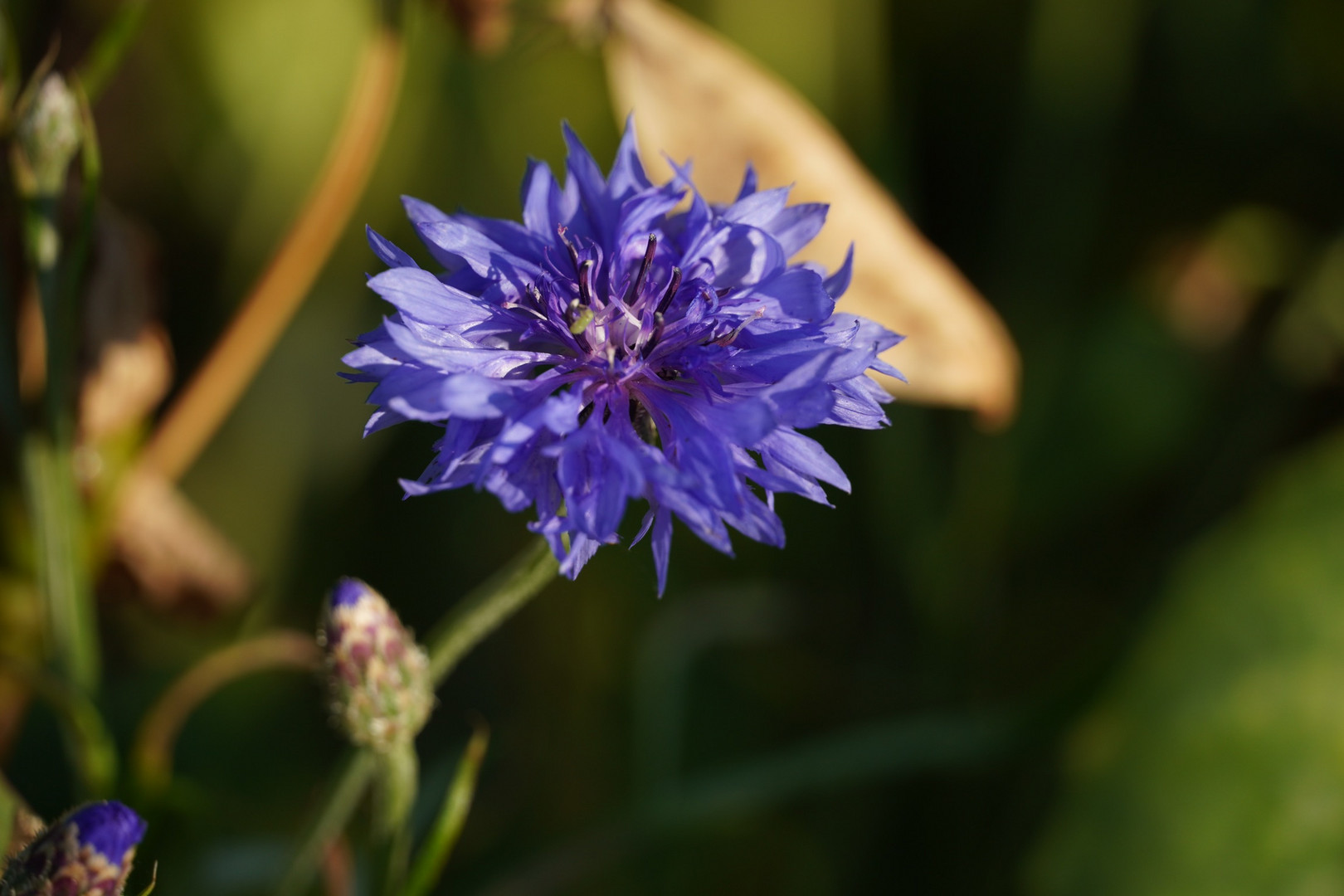 Eine Kornblume