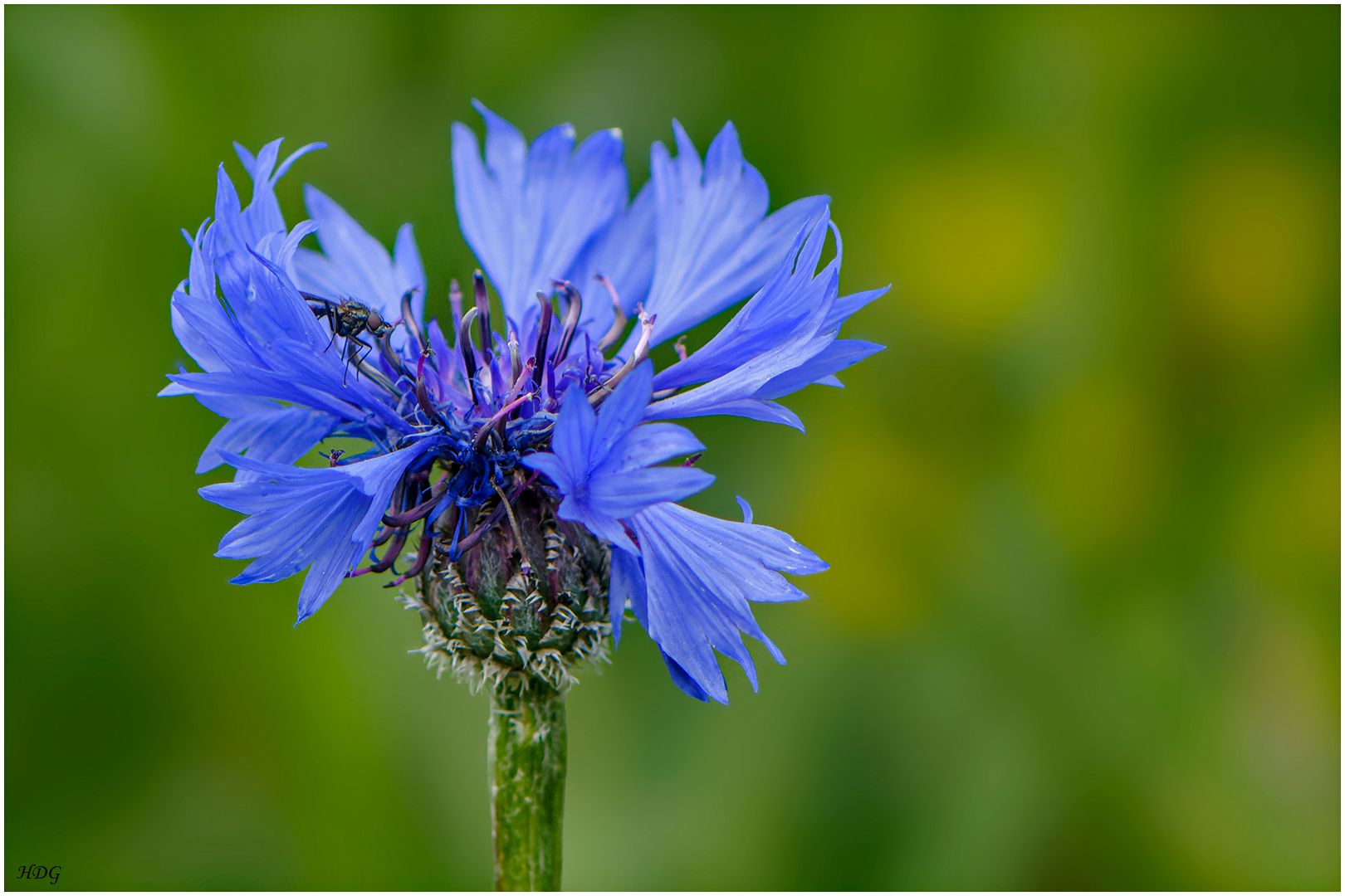 Eine Kornblume als ...