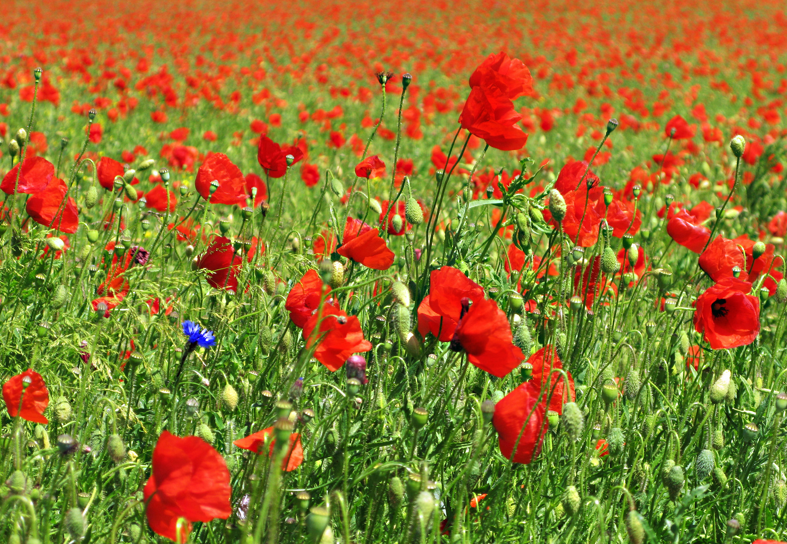 Eine Kornblume im Mohnfeld