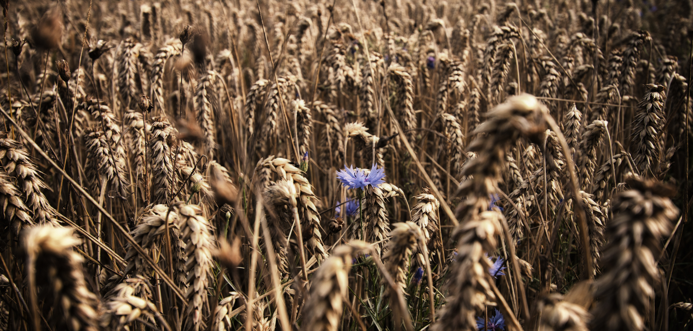 Eine Kornblume im Weizenfeld