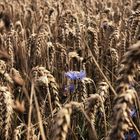 Eine Kornblume im Weizenfeld