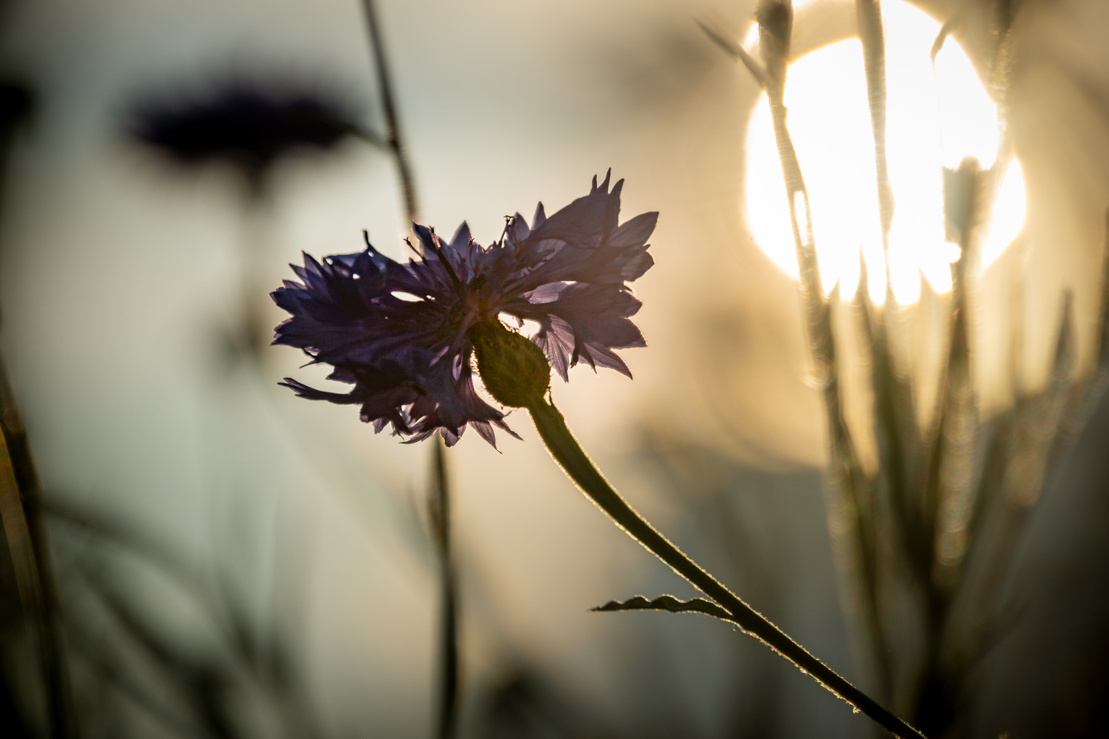 Eine Kornblume leuchtet in der Abendsonne