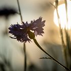 Eine Kornblume leuchtet in der Abendsonne