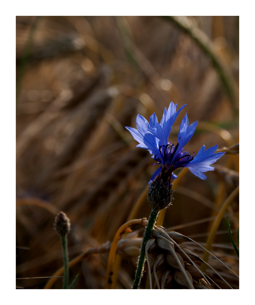 eine Kornblume macht noch keinen Sommer........