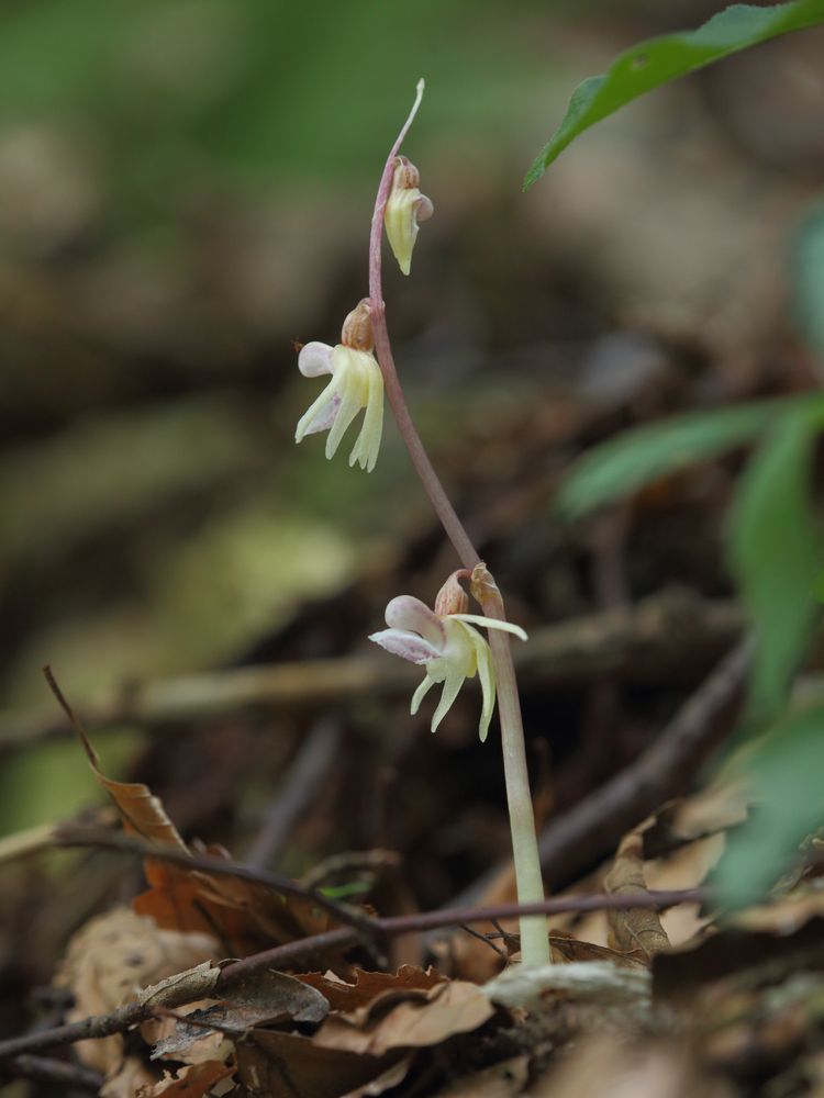 Eine Kostbarkeit öffnet ihre Blüten