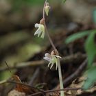 Eine Kostbarkeit öffnet ihre Blüten