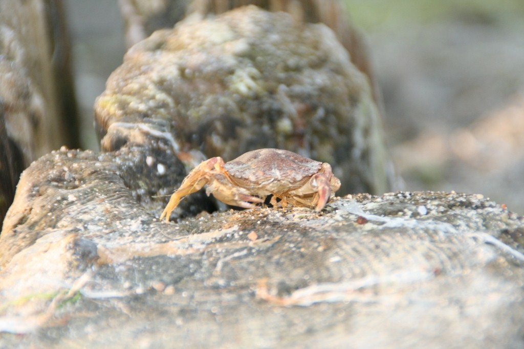 eine Krabbe