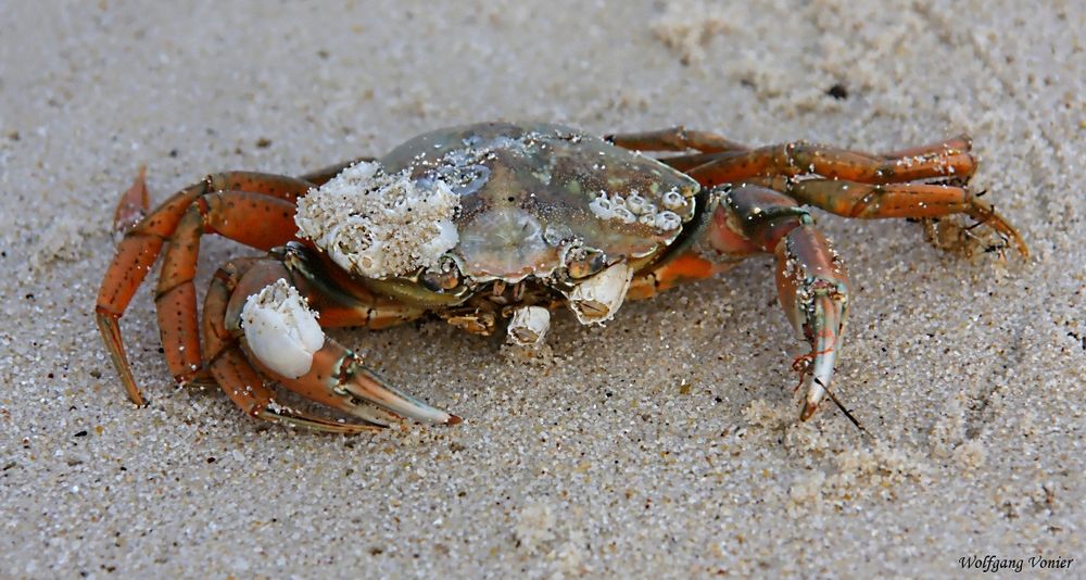 Eine Krabbe auf Sylt