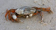 Eine Krabbe auf Sylt