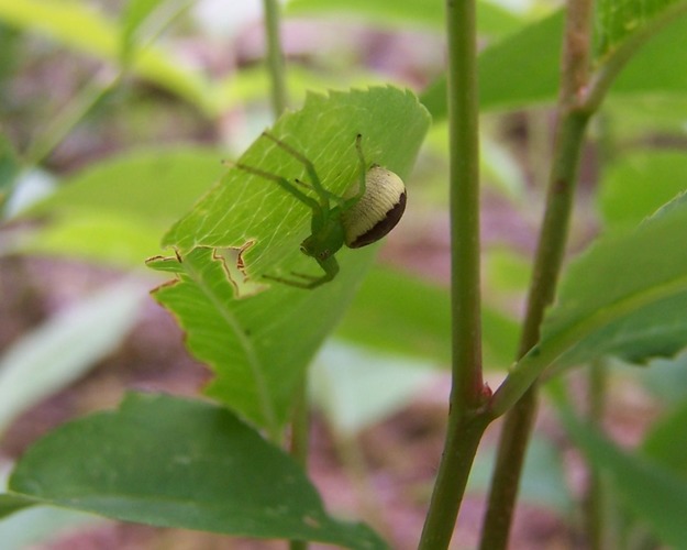 Eine Krabbenspinne