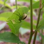 Eine Krabbenspinne