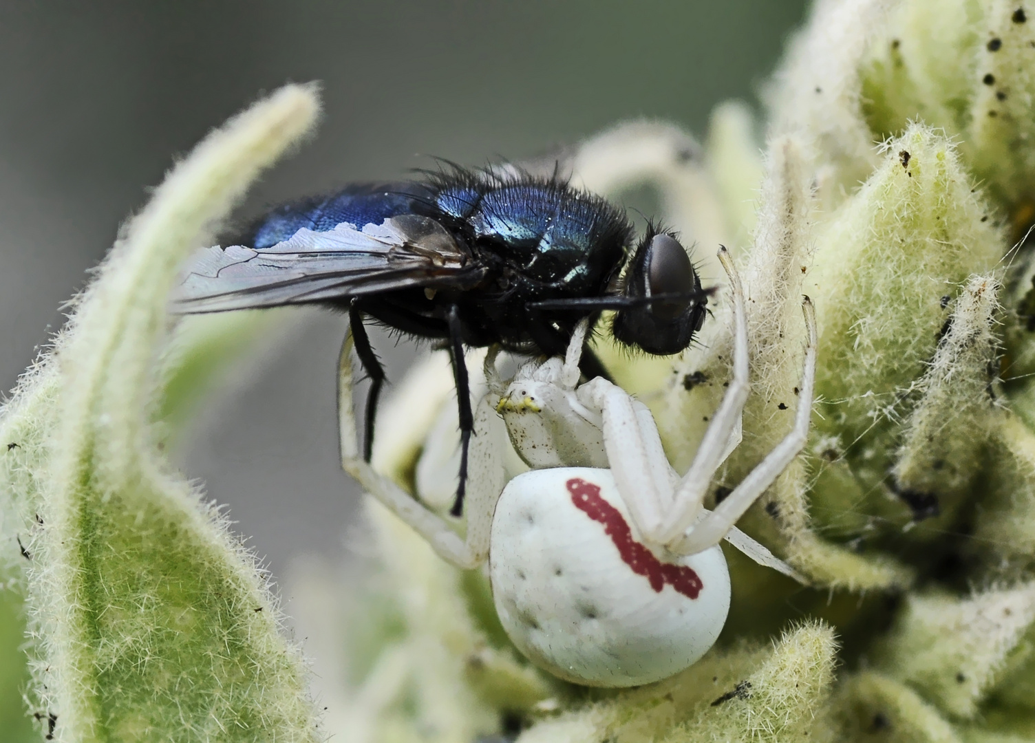 Eine Krabbenspinne