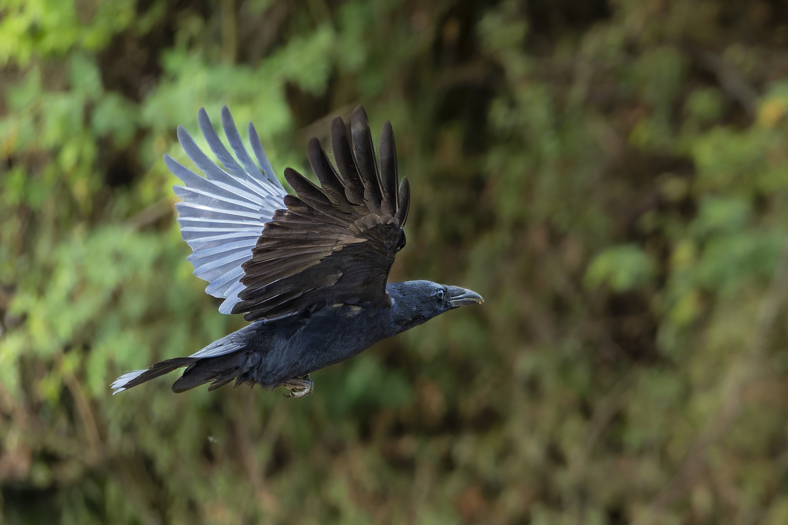 Eine Krähe beim Abflug