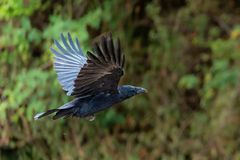 Eine Krähe beim Abflug