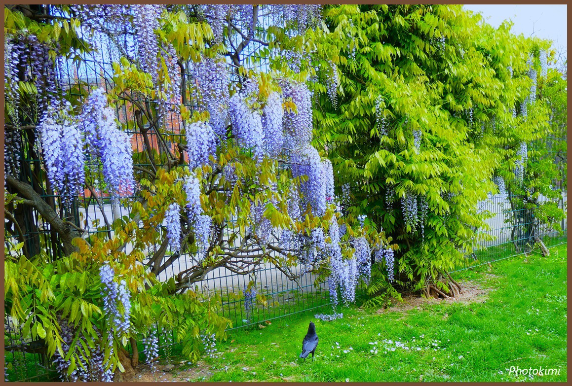 Eine Krähe betrachtet Glyzinien Blüten