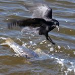 Eine Krähe hackt einer anderen kein Auge aus, aber einem Fisch