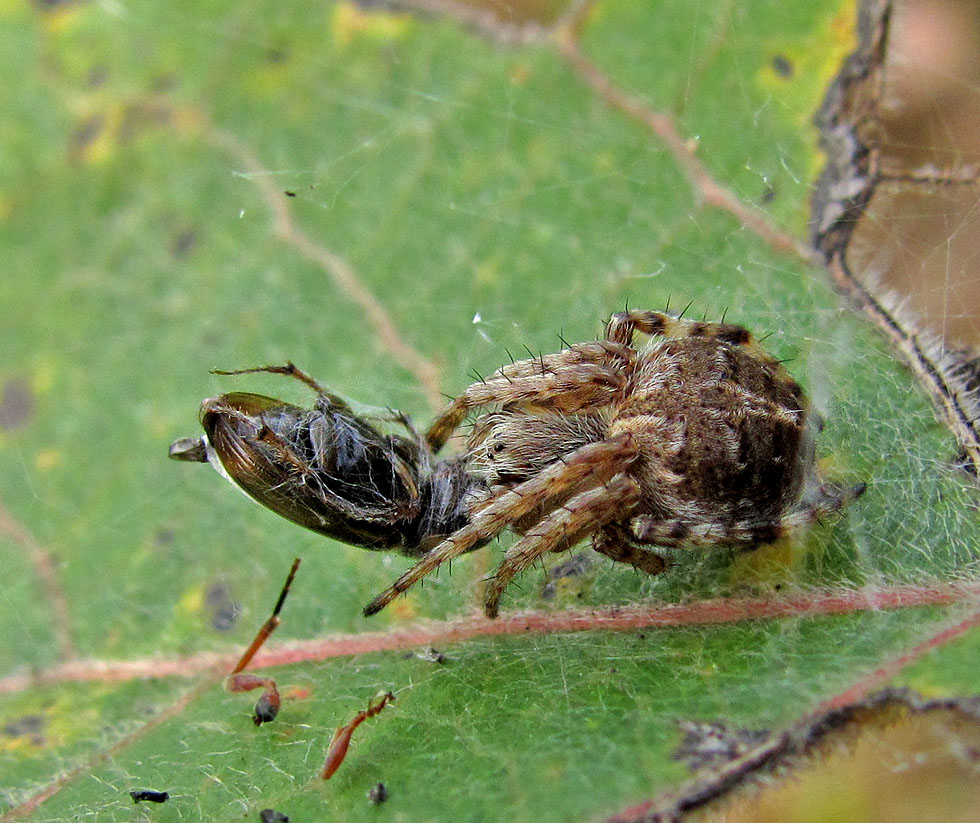 Eine Kräuselspinne?