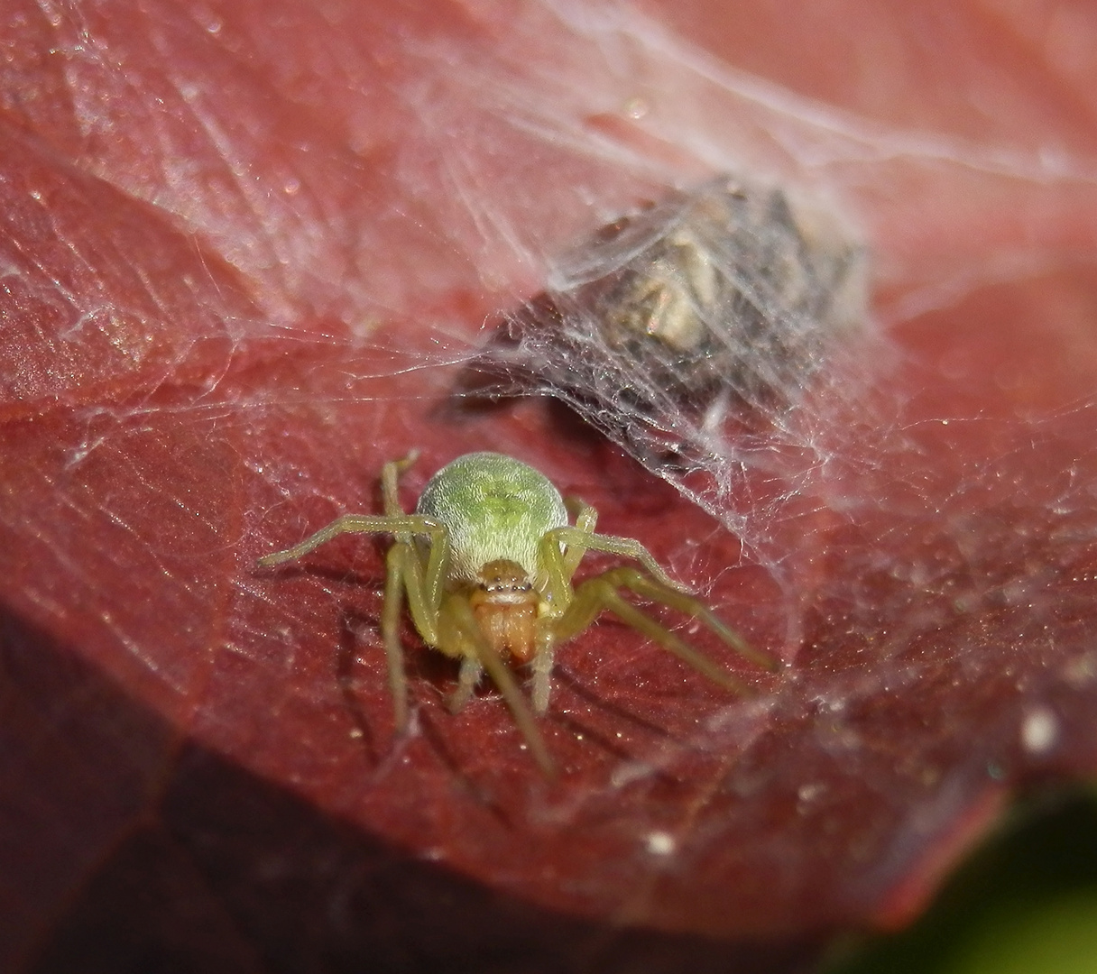 Eine Kräuselspinne (Nigma walckenaeri) mit einem dicken Happen