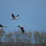 Eine Kranichfamilie fliegt vorbei