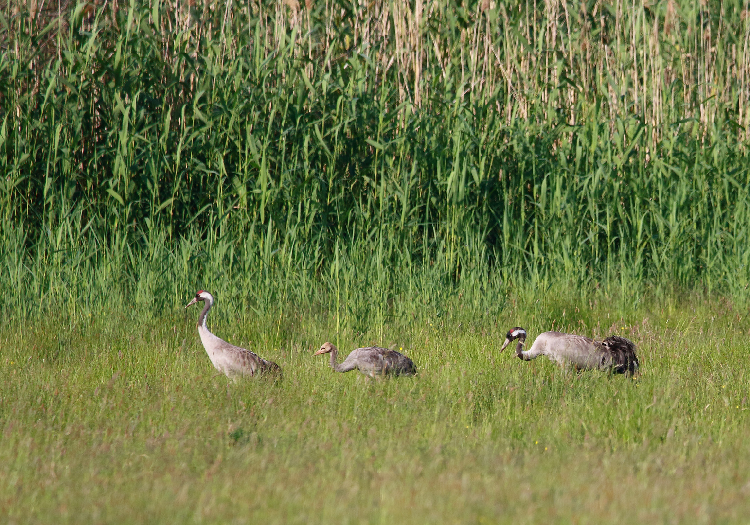 Eine Kranichfamilie in Linum