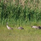 Eine Kranichfamilie in Linum