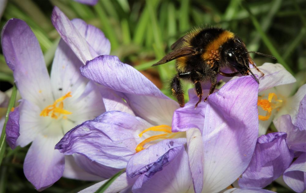 Eine kranke Hummel