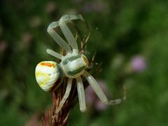 Eine Krappenspinne