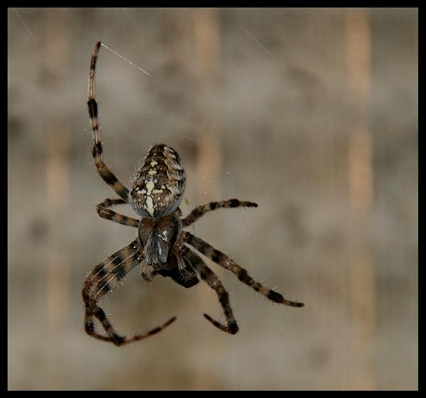 Eine Kreutzspinne im Keller