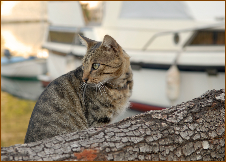 ...eine kroatische Hafenkatze