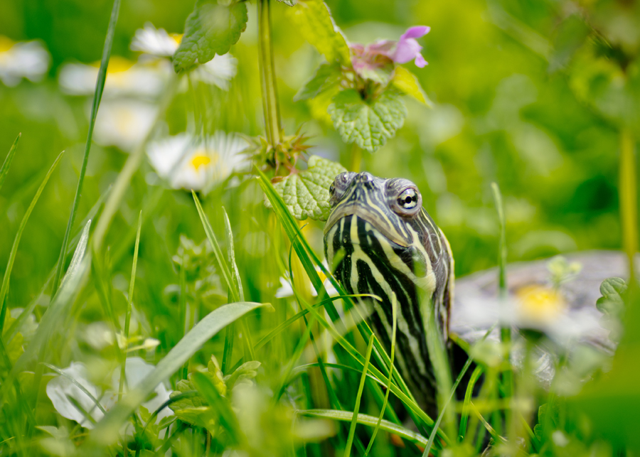 eine Kröte im Garten ...