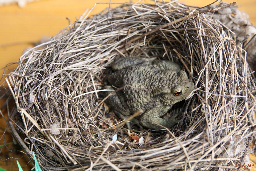 Eine Kröte im Nest