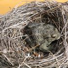 Eine Kröte im Nest