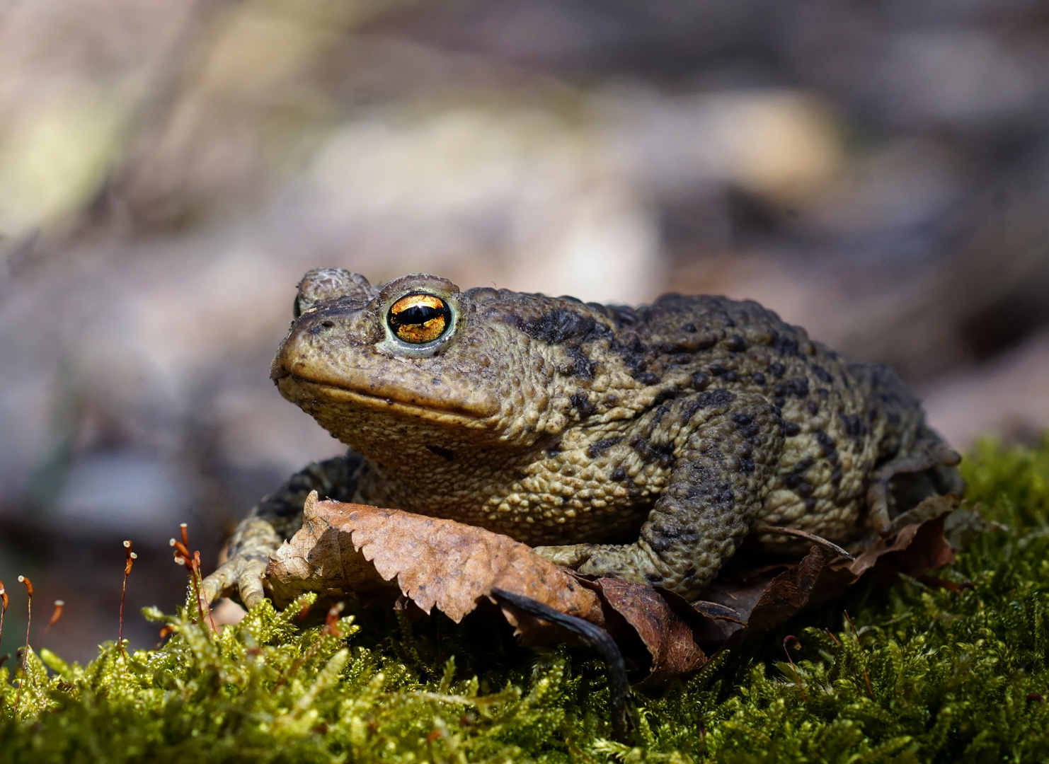 Eine Kröte macht noch keinen Frühling... doch es geht los. Bufo bufo, Erdkröte