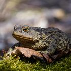 Eine Kröte macht noch keinen Frühling... doch es geht los. Bufo bufo, Erdkröte