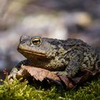 Eine Kröte macht noch keinen Frühling... doch es geht los.  Bufo bufo, Erdkröte